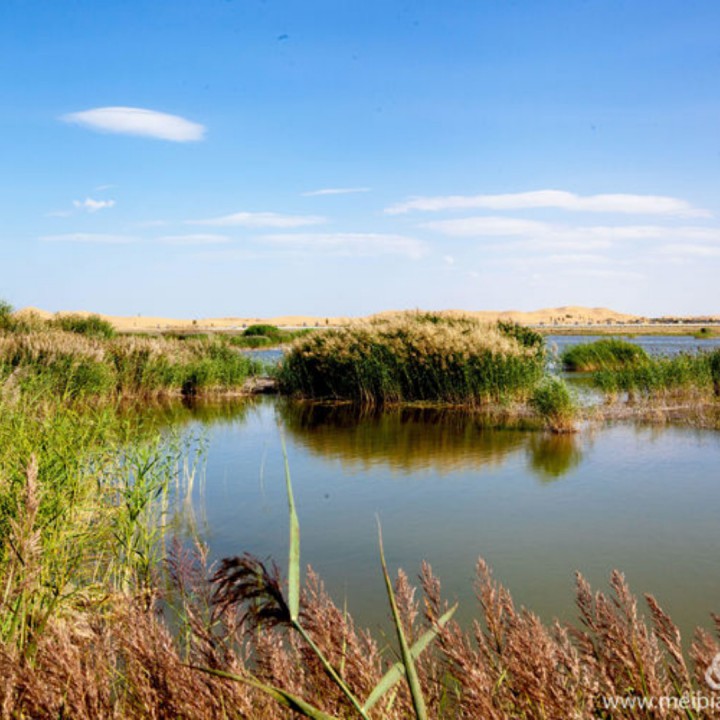水中花【国语】