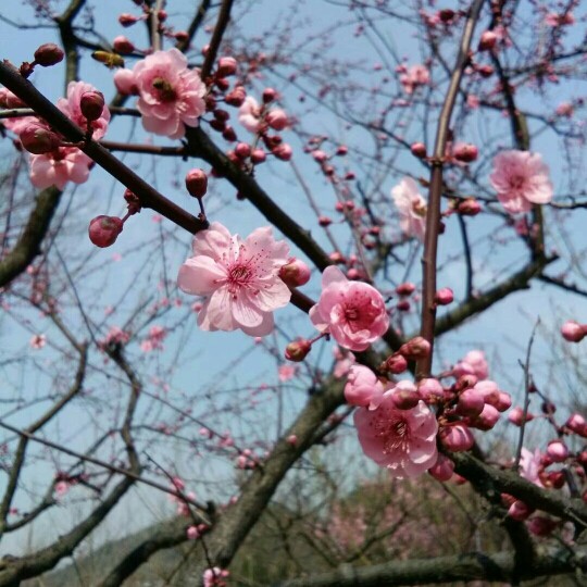 梅花泪【合唱】