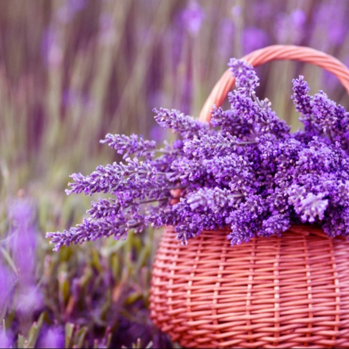 扬剧玉蜻蜓 游庵定情 下