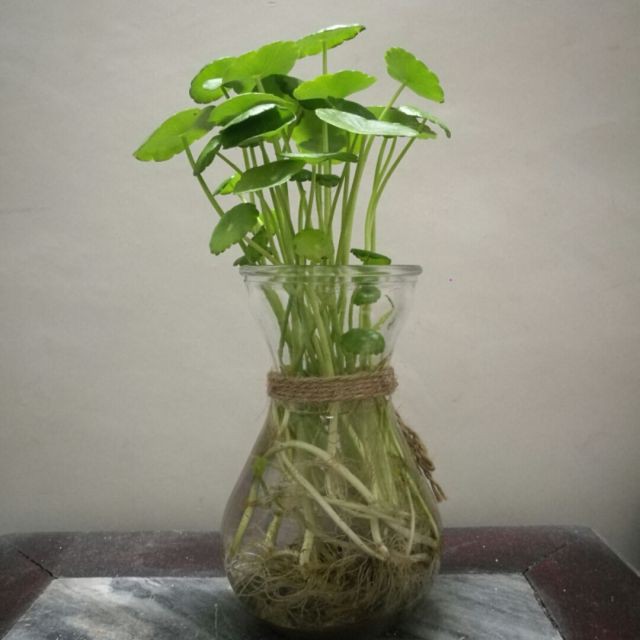 友谊之光【KTV粤语】