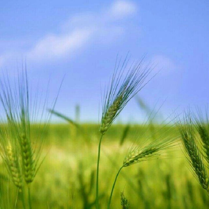 我的南方和北方【心如绿茶邀女声-朗诵】