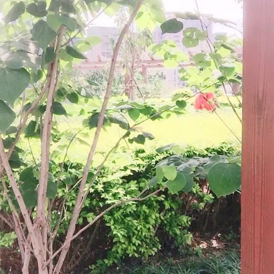 风雨恋
