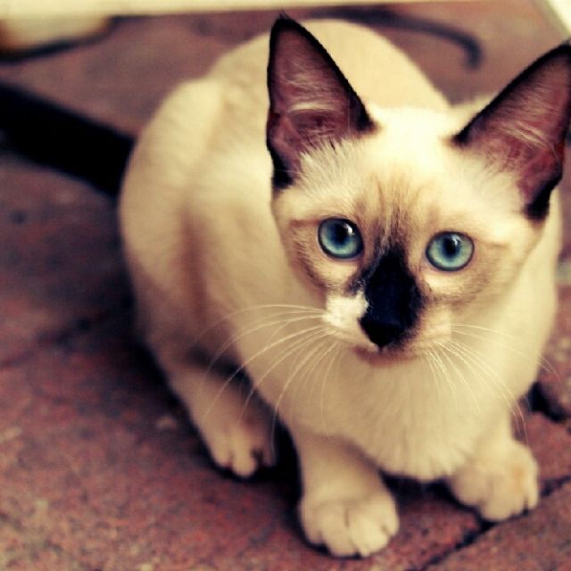 我不想说我是鸡简谱分享_我不想说我是鸡简谱