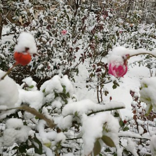 合诵 祖国啊我要燃烧【杨柳朗诵专属伴奏】 -