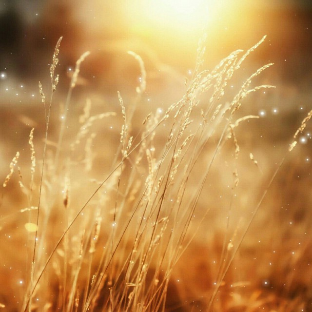 稻香【女生版】