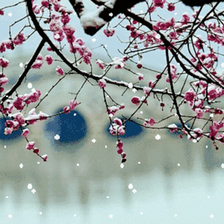 雪花飞过那枝梅【立明】