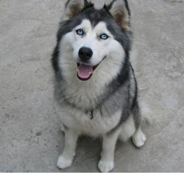 别看我是一只羊---口琴版