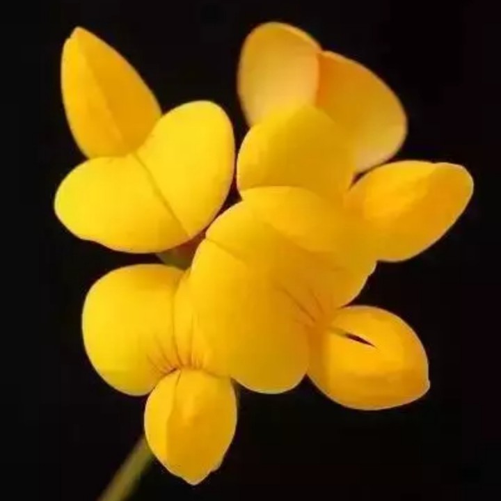 锡剧杜鹃山选段党代表一番话