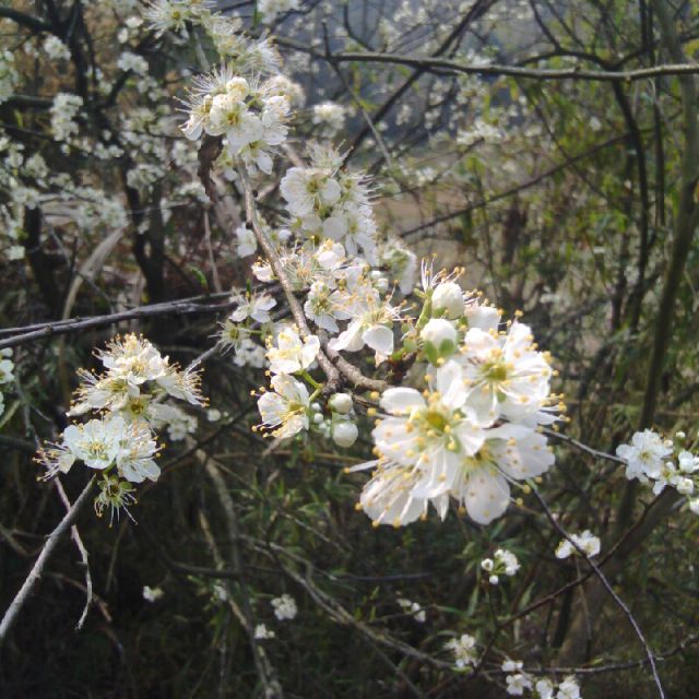 军中绿花军中绿花简谱_军中绿花简谱歌谱