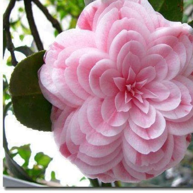 容易受伤的女人【RR制作 国语版】