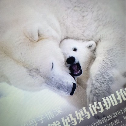 比较大的大提琴