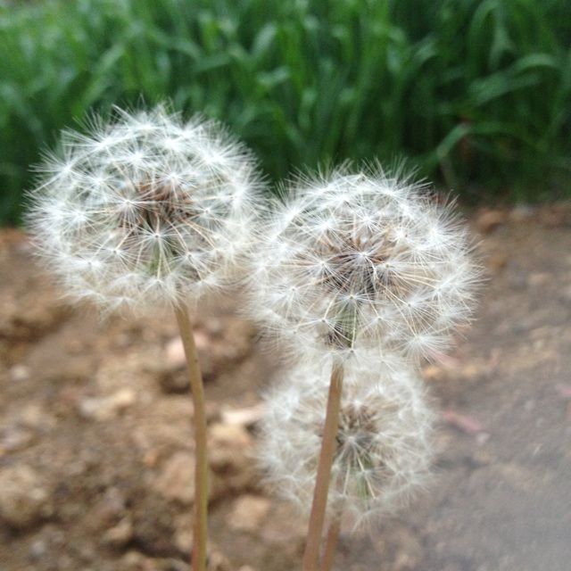 帝女花之香夭 (领衔主演 男