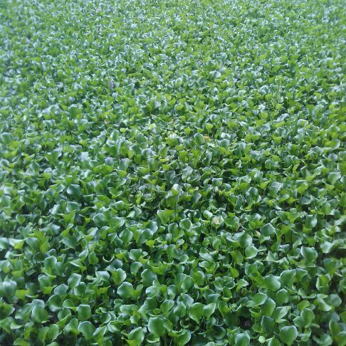 【原版伴奏f调】牧羊曲