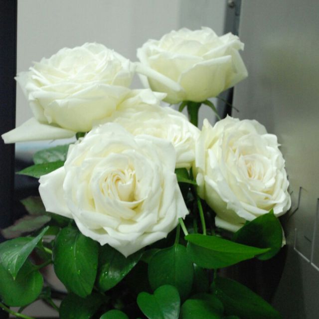 冬天里的白玫瑰