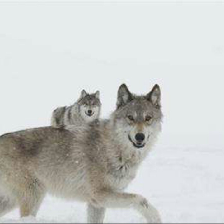 母狼和小狼