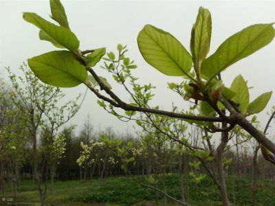 歌声里的回忆【原版伴奏】 - 音乐kong间 唱吧