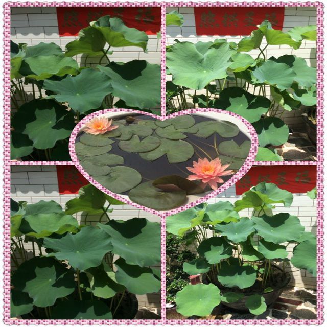 情义两心坚 - 安仔268 唱吧,最时尚的手机KTV