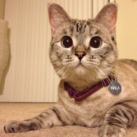 陪着我的时候想着她 - rabbit_sister 唱吧,最时尚