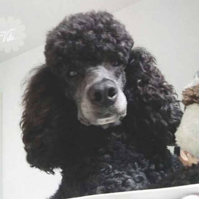 我的未来式