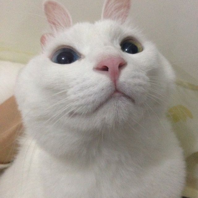 妄想税【原版 歌词】 - 阿护 唱吧,最时尚的手机