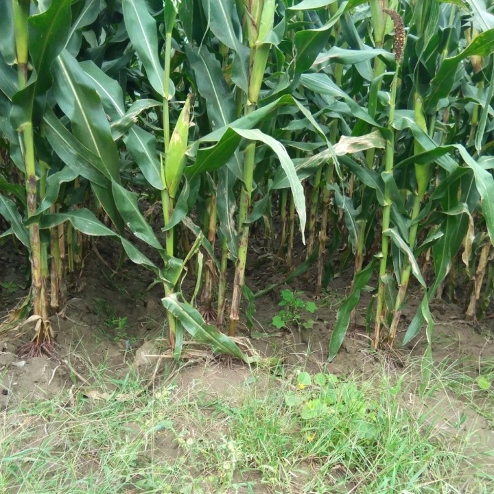 百姓的事儿牵着走