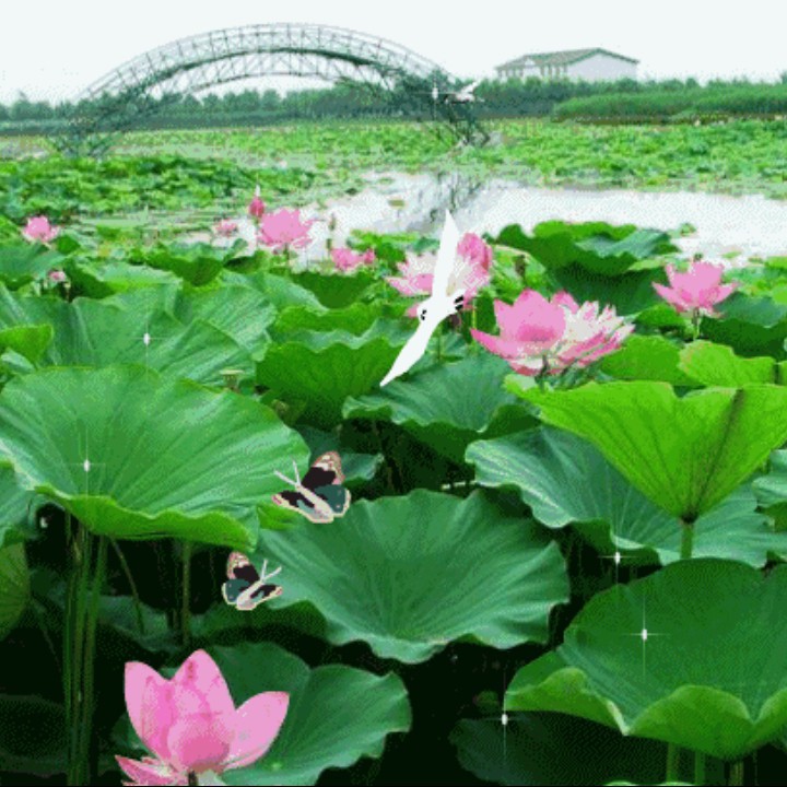 洪湖水浪打浪