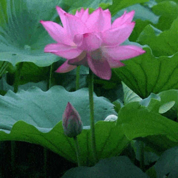 ̲ͤŮ
