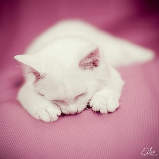 是我在做多情种 - 铃兰 唱吧,最时尚的手机KTV