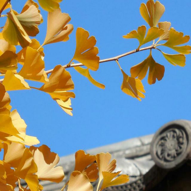 诗朗诵《相信未来》