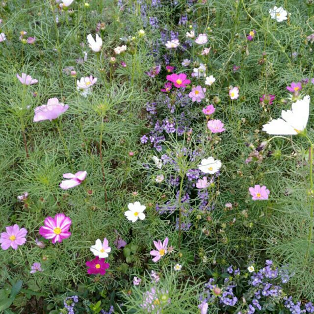 国际歌【原版】