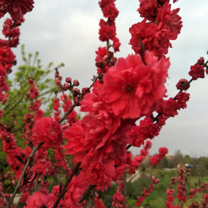 香吻留给心上人(刀剑制作)