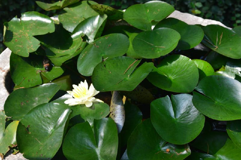 红颜劫【轩杰制作】【完整版伴奏】 - 梨蕊菊清