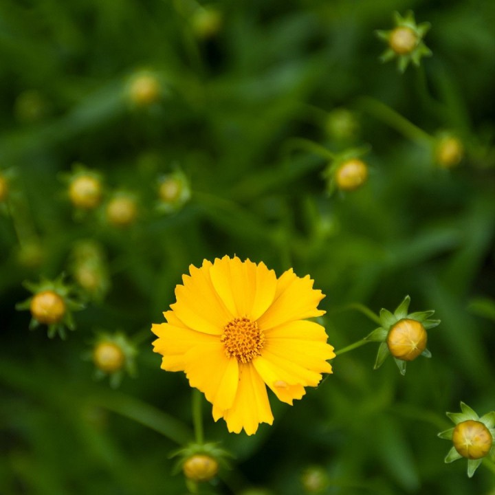 她的眼睛会唱歌