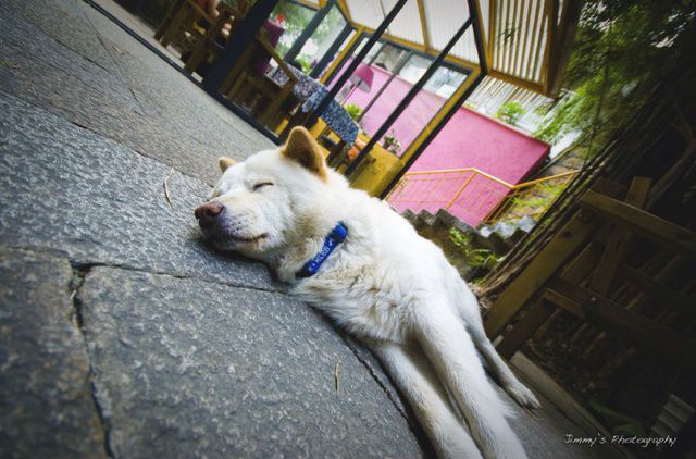 凤凰于飞 女生版消音伴奏 - Saniya_Chan 唱吧