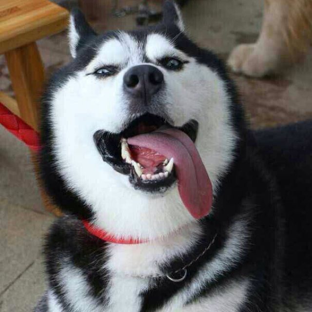 哈士奇囹a'$yi-9`