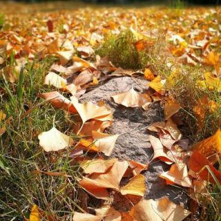 才华有限公司 - 琴小夏 - 唱吧,手机里的KTV