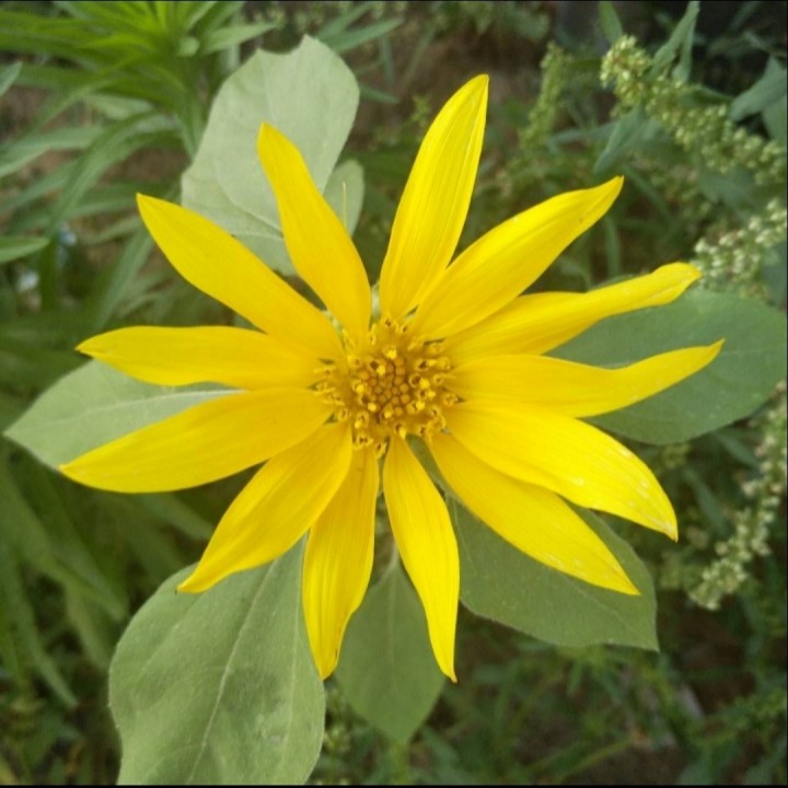 初见【电视剧《东宫》插曲】