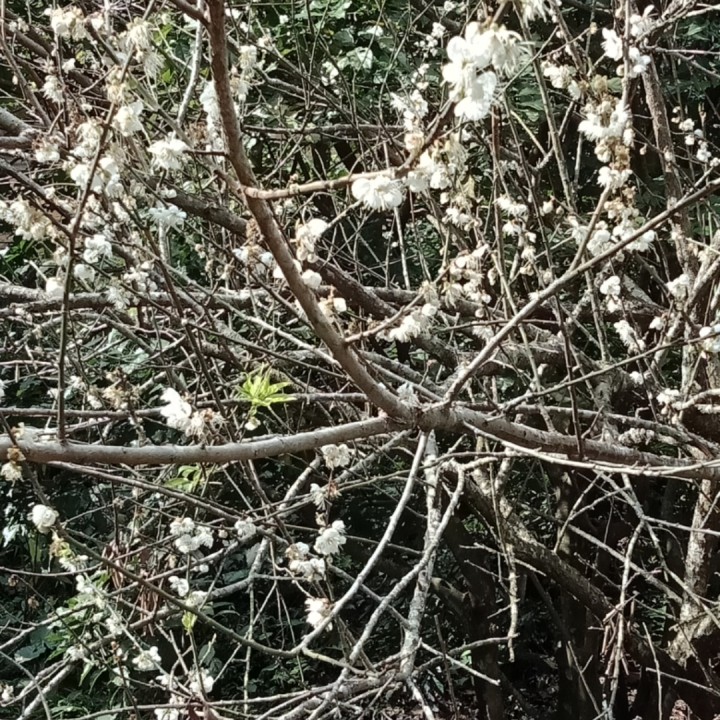 卜算子.咏梅 中华朗诵