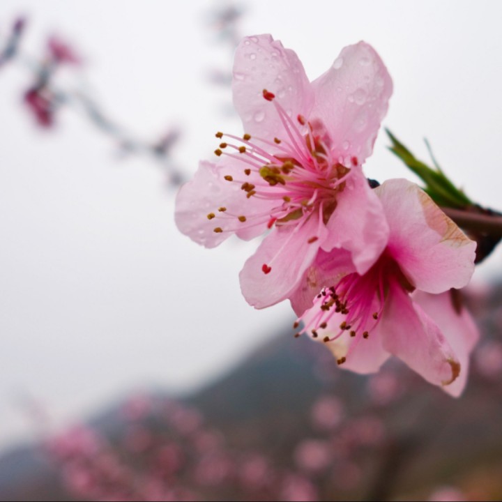 一树桃花开【消音】