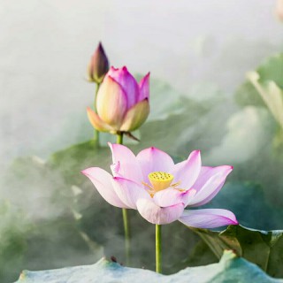 评剧 花为媒 报花名【【新版】】 - 李安静 - 唱