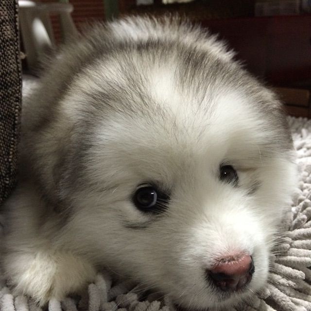 一口气全念对【帅帅完美伴奏】 - Karelu卢祉聿