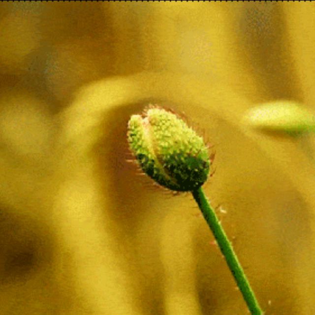 多想留住你【原版【固始静静制作】】