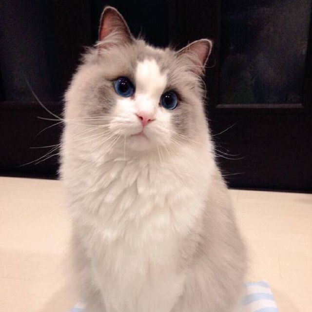 凤凰于飞【原版伴奏】 - Miss.X 唱吧,最时尚的