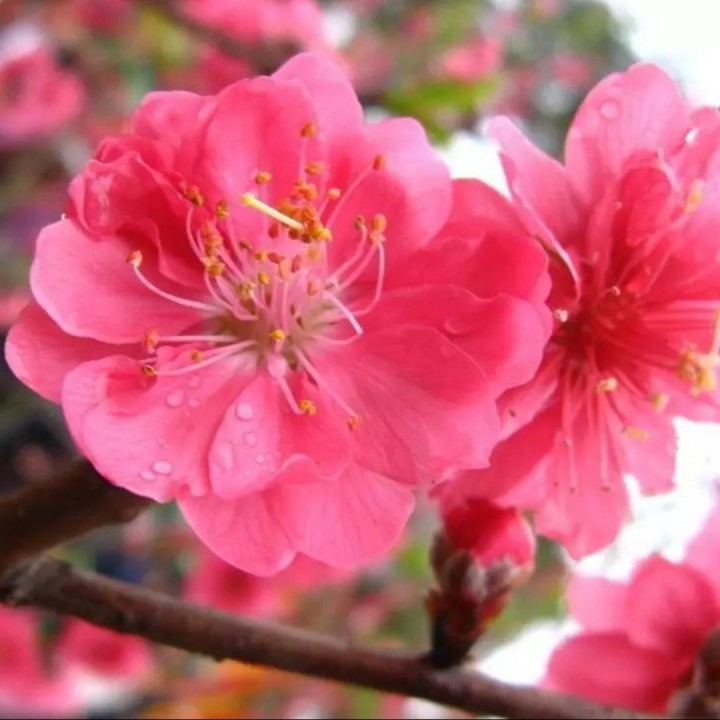 情随桃花醉 - 忘返的燕子《拒币裸听》 唱吧,玩音乐