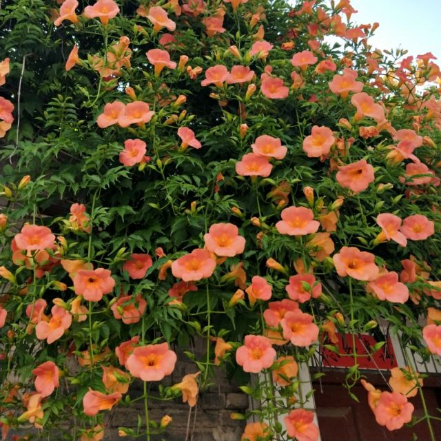 秦腔花亭相会简谱