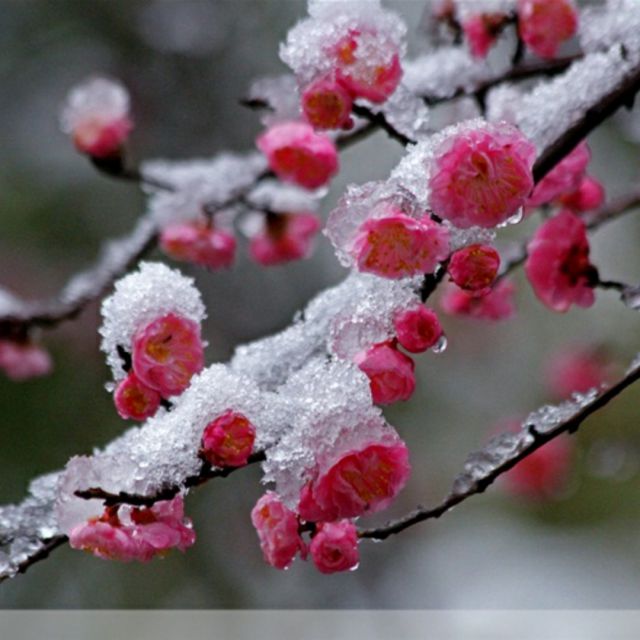 谁说梅花没有泪