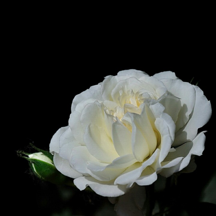 一朵白蔷薇【冰心】