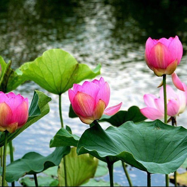 相思的债【小爱版】 - 尘依 唱吧,最时尚的手机