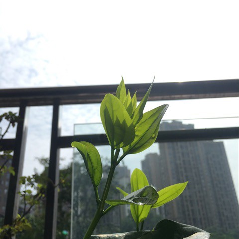 天空之城 BOSSA版【BOOSA 蓝调口琴网】