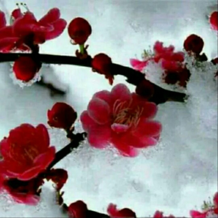 红梅赞合唱版 遥远的旋律之二【茴香豆制作(第